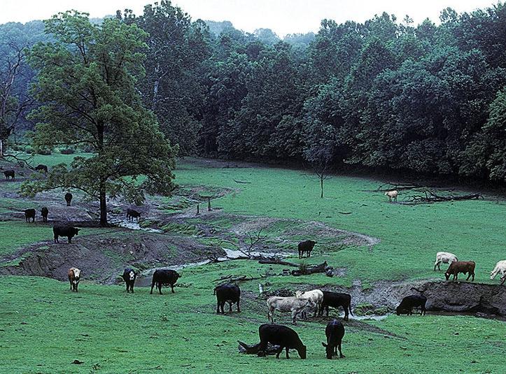 Cattle in stream